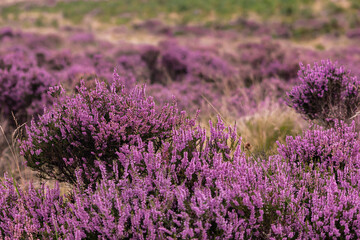 Closeup of a heather plant, purple little flowers growing in wild covering the hills of Peak District