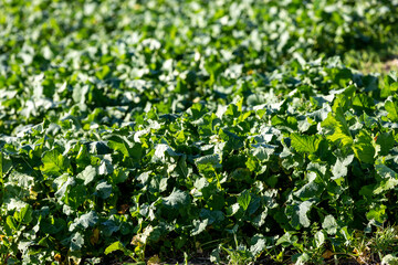 A full frame photograph of winter crops in a field in Sussex, with a shallow depth of field