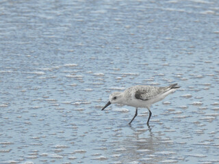 Sanderling