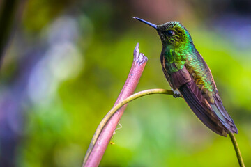 The hummingbird