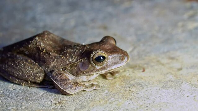 Close up of small frog in the evening on the ground.	