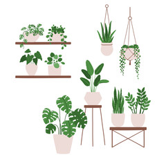 Vector illustration of a composition of houseplants in pots on shelves and stands. Isolated on white background
