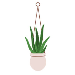 Vector illustration of a houseplant in a pot. Isolated on white background. Aloe. 