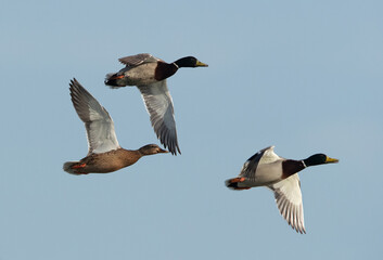 Mallard ducks flying at Tubli bay, Bahrain