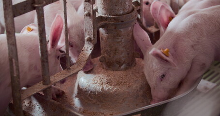 Pigs at Livestock farm. Pork Production, Livestock, Swine.