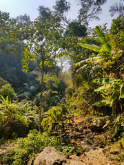 Walking track in the tropical rainforest of Tat Mok National Park, province of Phetchabun, Thailand