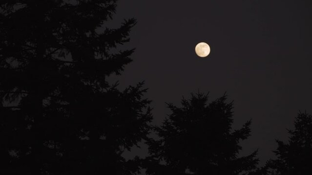 Tree silhouettes and full Moon on a dark sky.