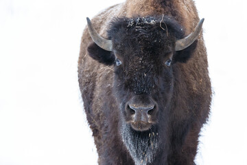European bison isolated 2
