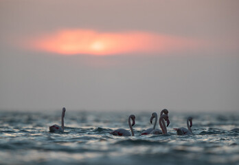 Greater Flamingos in the morning hours at Asker coast of Bahrain