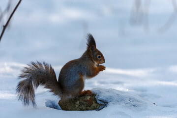 Naklejka na ściany i meble Squirrel in winter 4