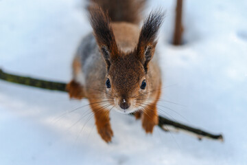 Squirrel close-up