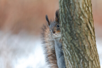 Fototapeta na wymiar Squirrel behind a tree