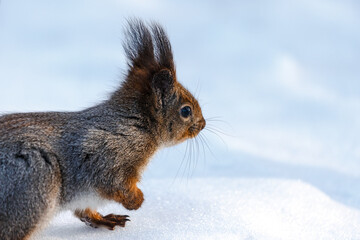 Squirrel in the snow