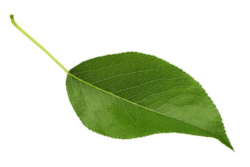 Pear tree leaf