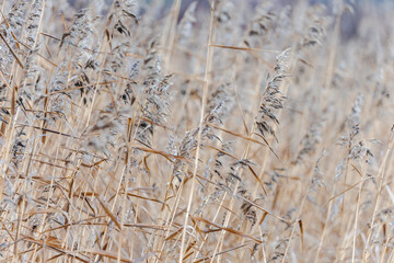 Fototapeta premium Tall dried grass