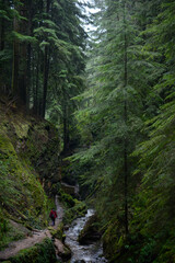 Fototapeta na wymiar Wooded glen with a mossy trail in Scotland