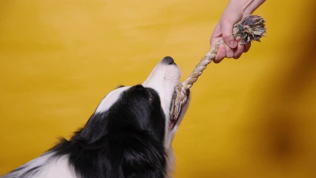 Pet activity. Funny puppy dog border collie holding colourful rope toy in mouth on yellow background. Owner hand playing with purebred pet dog. Love for pets friendship support team concept