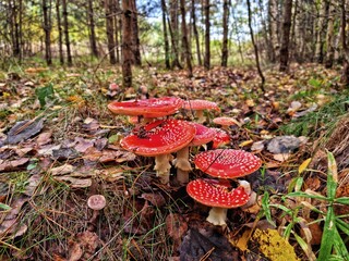 fly mushroom in autumn forest