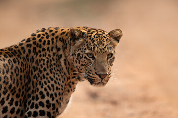 Fototapeta na wymiar A portrait of a Leopard at Jhalana National Reserve, Jaipur