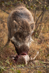 A wild boar eating a dear fawn snatched from a fox, Ranthambore Tiger Reserve
