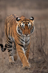 Fototapeta na wymiar A closeup of a Tigress, Ranthambore Tiger Reserve