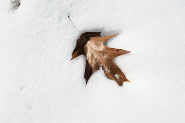 Oak leaf melting into the snow.
