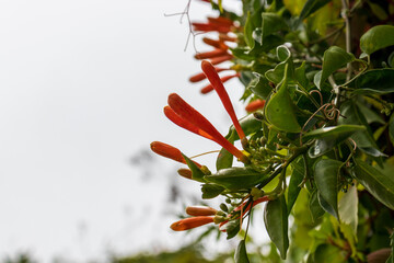 orange flowers blossom 