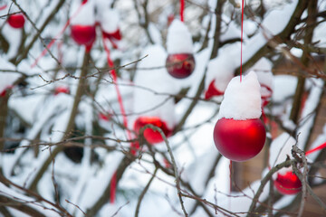 red berries on a snow