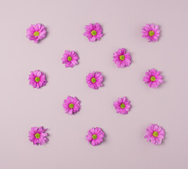 Fototapeta na wymiar Violet Chrysanthemum flowers arranged on a violet pastel background. Springtime minimal flat lay.