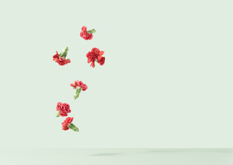 Red Dianthus flowers dropping on a light green background. Feminine colorful minimal concept.