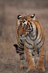 Naklejka na ściany i meble Portrait of a Tigress, Ranthambore Tiger Reserve