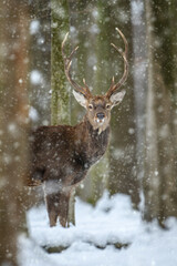 Male deer in the winter forest. Animal in natural habitat
