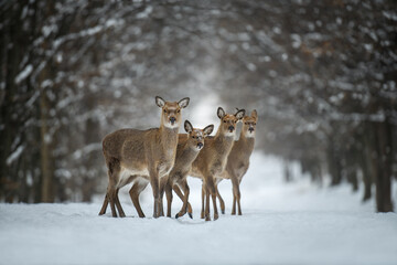 Four female deer in the winter forest. Animal in natural habitat