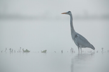 A grey heron in the foggy morning at Bhigwan bird sanctuary, India