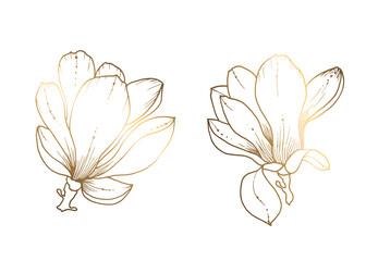 Golden magnolia on a white background. Line art. Handmade flower. Vector illustration. For greeting cards and invitations for wedding, birthday, Valentine s Day, Mother s Day and others.
