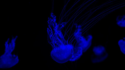 jellyfish in the ocean 