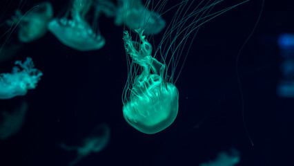 jellyfish in the ocean 
