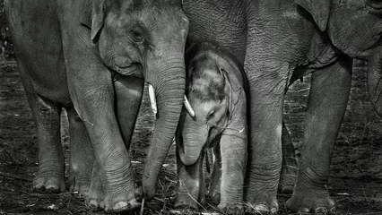 Möbelaufkleber Elefanten  © PhotoArt