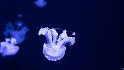 jellyfish in the ocean 