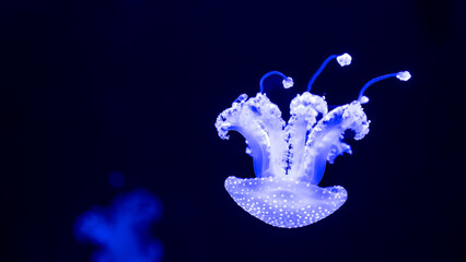 jellyfish in the ocean 