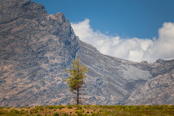 pine tree standing alone in mountains