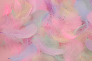 Beautiful romantic background of colorful bird feathers in pink, white, blue, purple, green colors