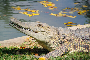 Crocodile with beautiful evening light. Nile crocodile, Crocodylus niloticus, with open muzzle, in...