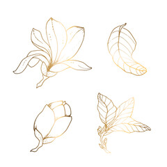 Golden magnolia on a white background. Line art. Handmade flower. Vector illustration. For greeting cards and invitations for wedding, birthday, Valentine s Day, Mother s Day and others.