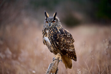 Great Horned Owl