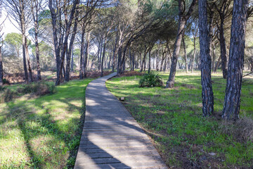 Wooden pedestrian path way over forest