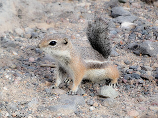 squirrel on the ground