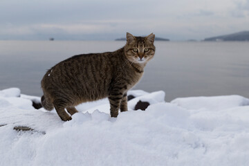 feeding cats at the seaside and snow view photos from Istanbul.