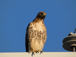 hawk in the sky