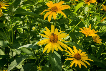  a bee sit on a medicinal echinacea flower in the garden in summer nature, , plant

